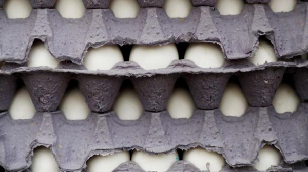 美国2亿多枚鸡蛋感染沙门氏菌 官方下令召回