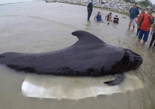泰国南部海岸发现死鲸 胃里塞了80多个塑料袋
