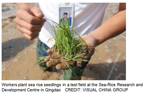 迪拜沙漠种出“中国稻”！外媒点赞中国海水稻突破