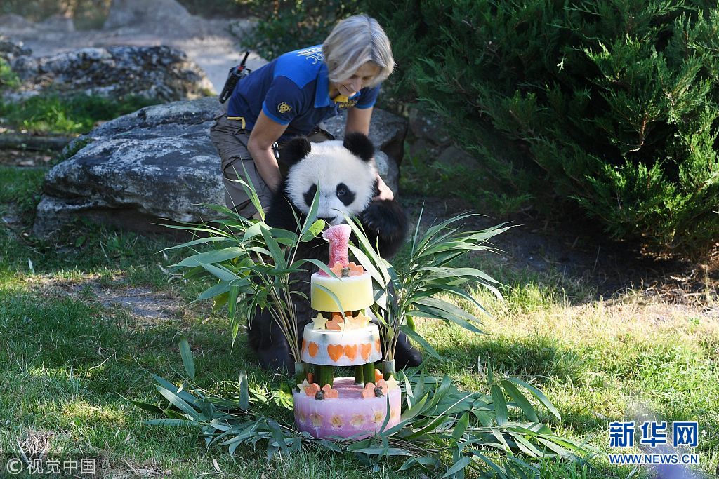 法国熊猫宝宝“圆梦”一岁了 动物园为其庆生