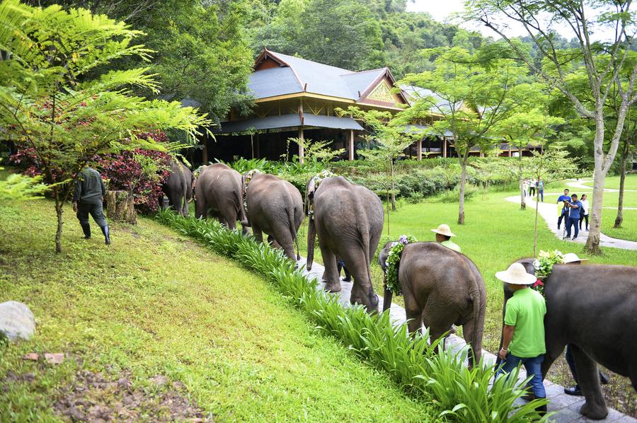 云南西双版纳举办世界大象日活动