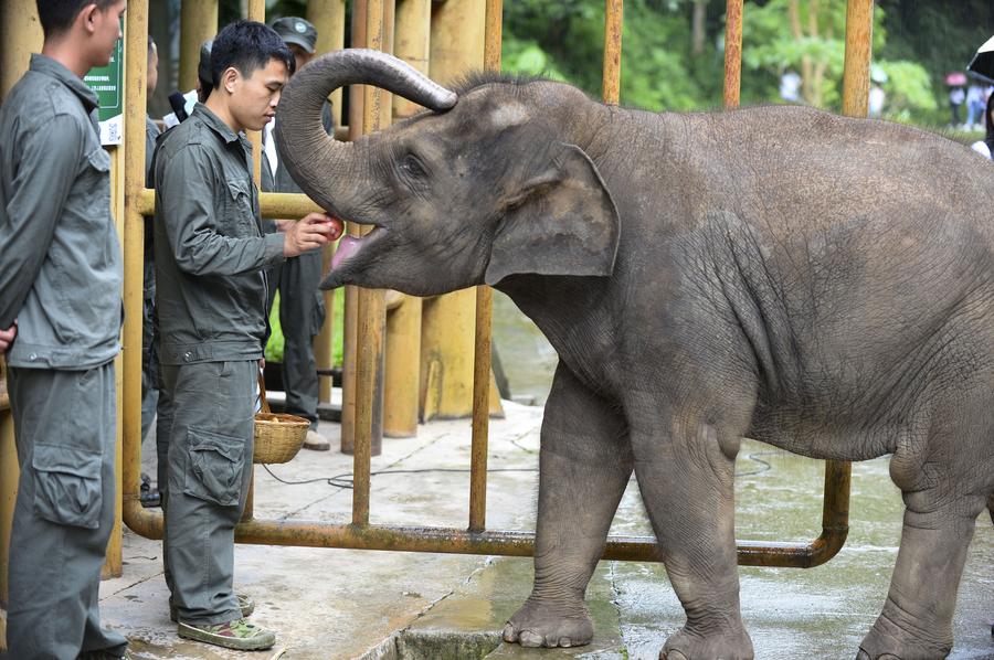 云南西双版纳举办世界大象日活动
