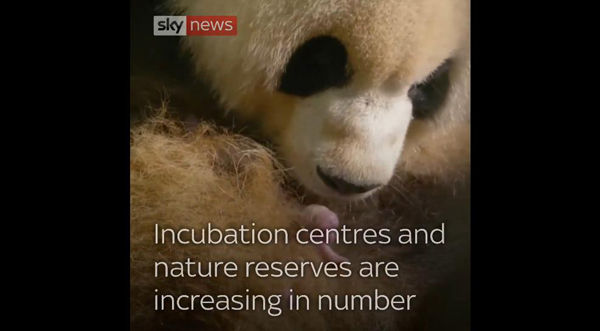 英媒点赞中国大熊猫保护现状：多方共同努力 大熊猫数量稳步增加