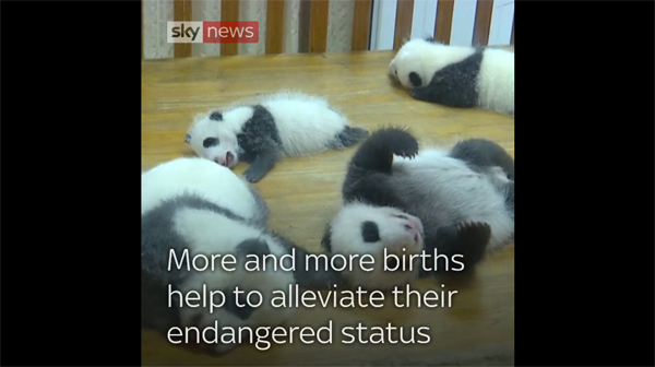 英媒点赞中国大熊猫保护现状：多方共同努力 大熊猫数量稳步增加