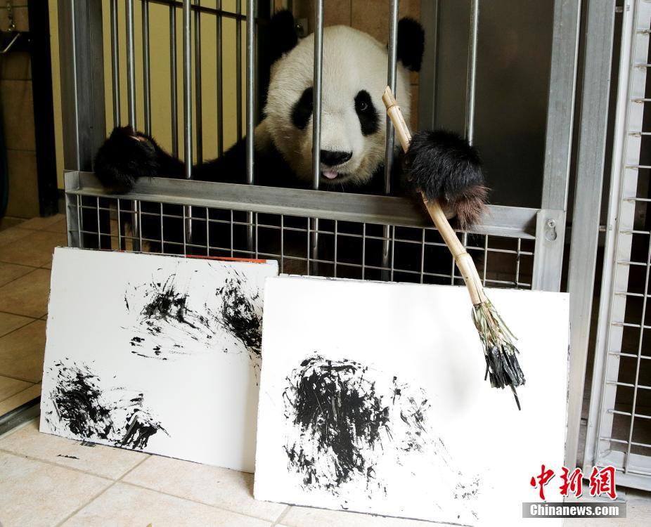 奥地利动物园内 大熊猫“挥毫作画”