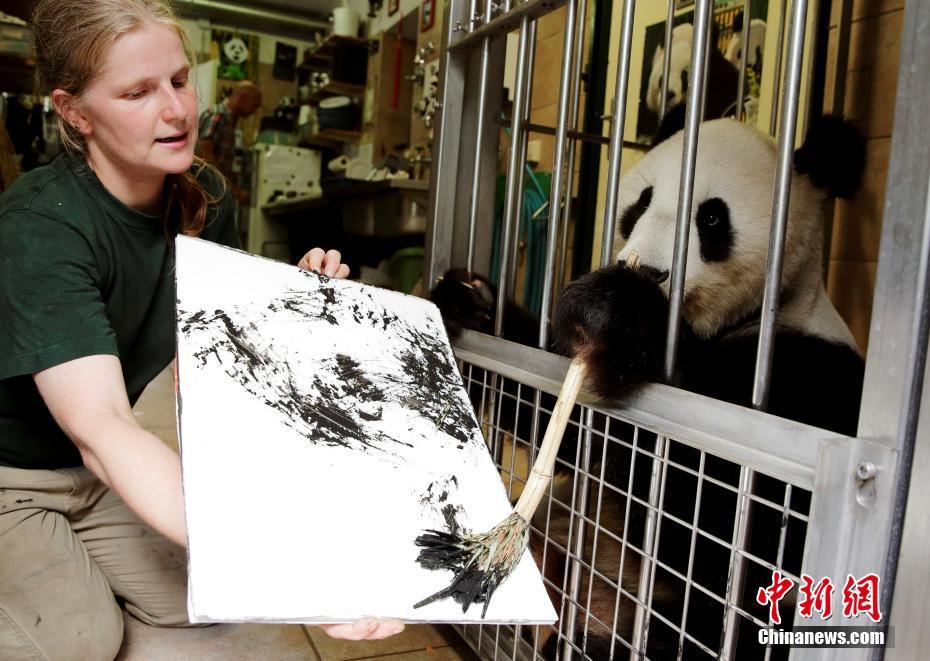 奥地利动物园内 大熊猫“挥毫作画”