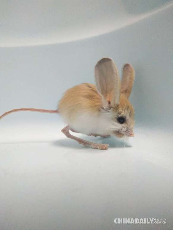 新疆发现濒危灭绝物种长耳跳鼠 被称为“沙漠中的米老鼠”