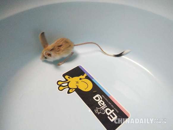 新疆发现濒危灭绝物种长耳跳鼠 被称为“沙漠中的米老鼠”