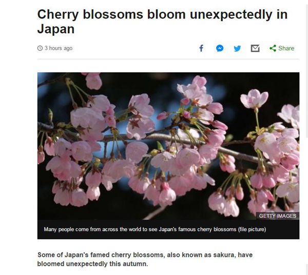 秋天到日本赏樱花？！是的你没听错……