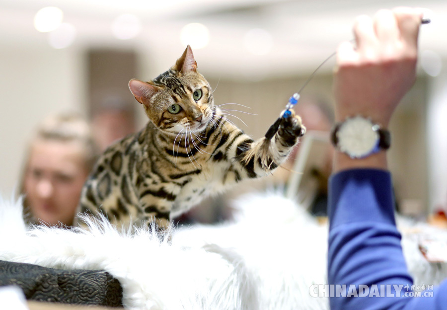 萌爆了!克罗地亚举办国际宠物猫展