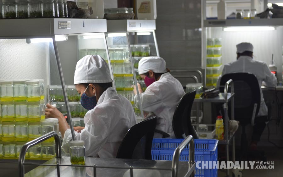 中国造纸企业改变老挝山乡帮助村民致富