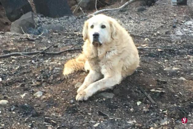 加州山火中被迫分离 忠犬废墟前守候1个月等待主人归来