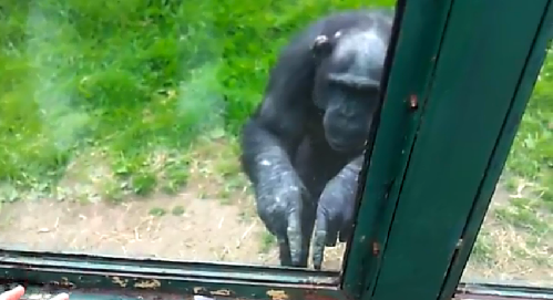 英国动物园黑猩猩成网络明星 打手势求游客助其逃离