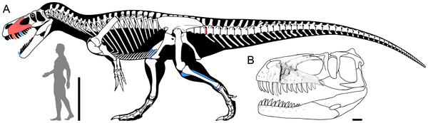 科学家发现格尼蛮龙化石 或为欧洲最大恐龙