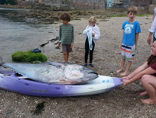 英国5名女大学生捡到价值700万元蓝鳍金枪鱼(图)