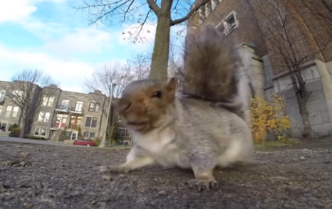 加拿大松鼠偷拿相机视频爆红网络