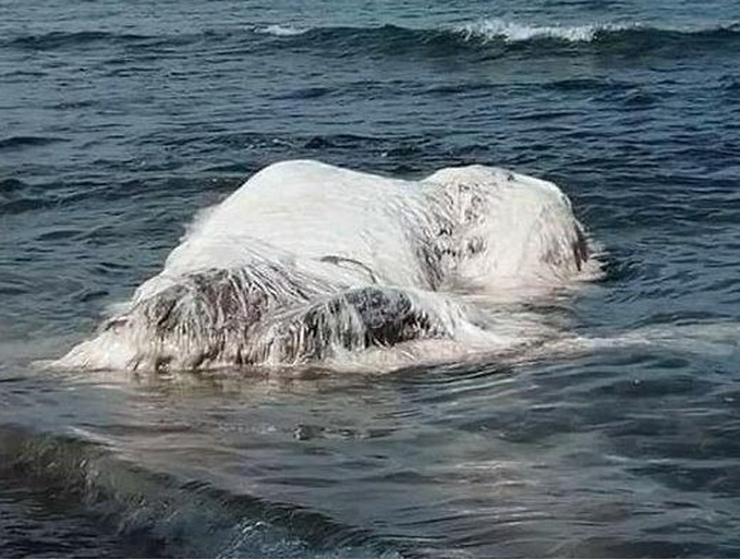 菲律宾海滩现巨型白色长毛生物 引网友热议