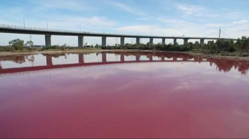 墨尔本郊区现粉红湖泊色彩鲜艳 专家：自然现象
