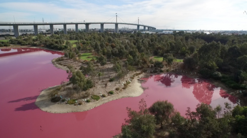 墨尔本郊区现粉红湖泊色彩鲜艳 专家：自然现象