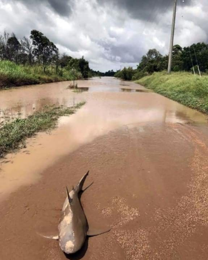 澳大利亚：洪水退去 牛鲨“躺”在路中间