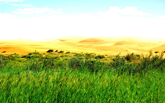 圣牧打造沙漠奶源基地 生态、经济、社会效益实现共赢
