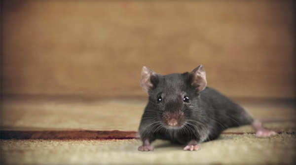 美国纽约老鼠不一般：身带耐药细菌到处乱窜