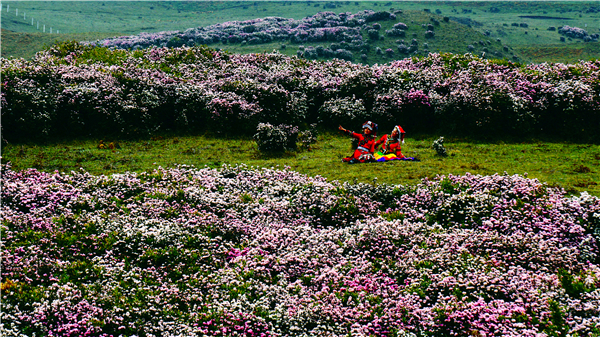 贵州乌蒙大草原推出“高山杜鹃花”旅游品牌
