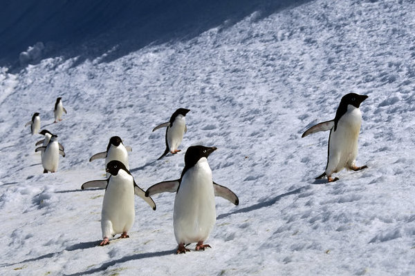 巨大冰山阻碍觅食路 累死15万只企鹅