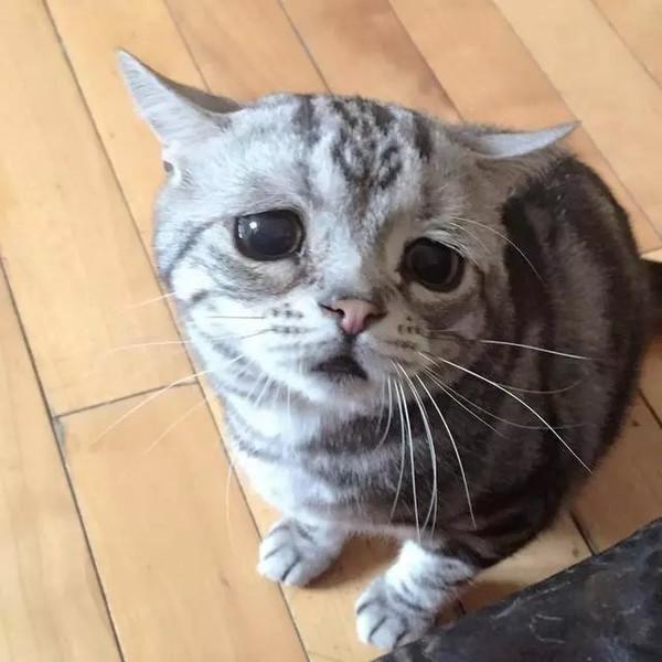 萌翻！俄小猫咪因挤不进纸板凹痕叹气沮丧