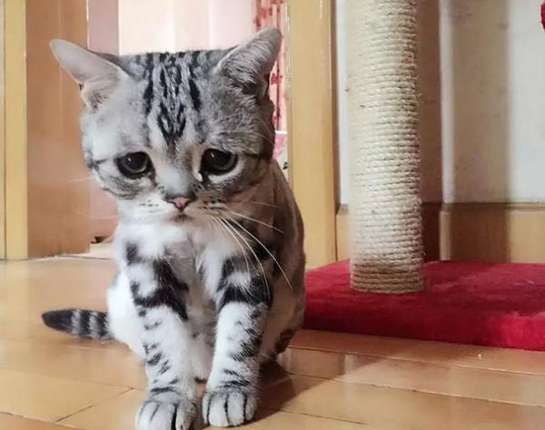 萌翻！俄小猫咪因挤不进纸板凹痕叹气沮丧
