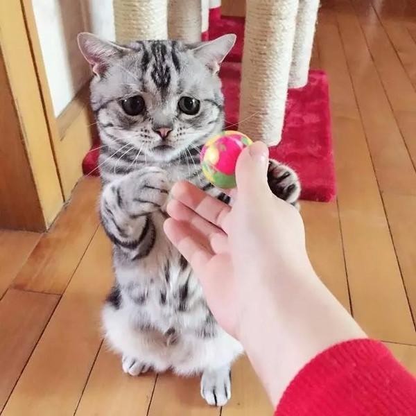 萌翻！俄小猫咪因挤不进纸板凹痕叹气沮丧