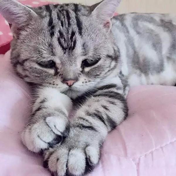 萌翻！俄小猫咪因挤不进纸板凹痕叹气沮丧