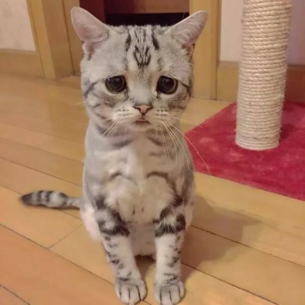 萌翻！俄小猫咪因挤不进纸板凹痕叹气沮丧