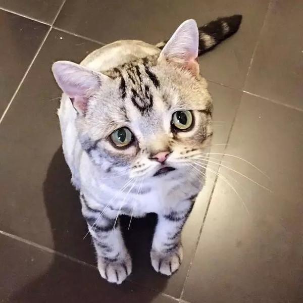 萌翻！俄小猫咪因挤不进纸板凹痕叹气沮丧