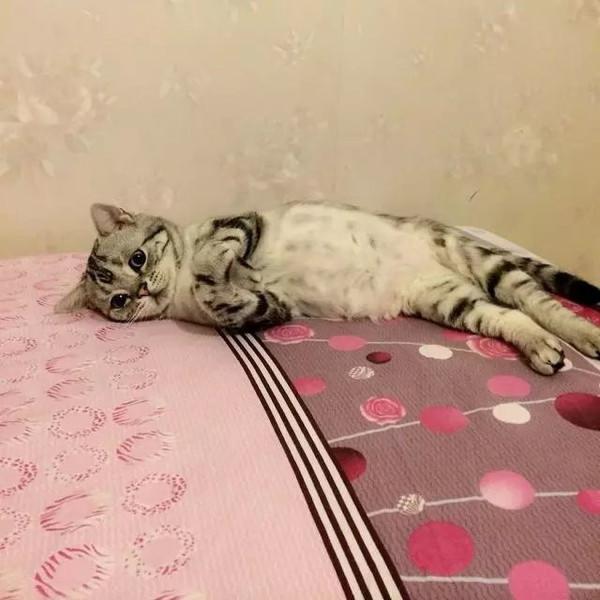 萌翻！俄小猫咪因挤不进纸板凹痕叹气沮丧