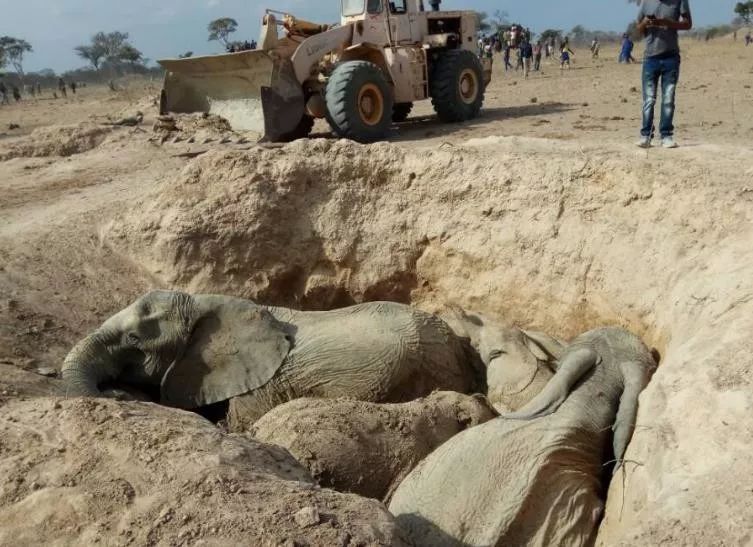 【保护野生动物】急速救援大象5小时——中国水电十三局在坦救援大象纪实