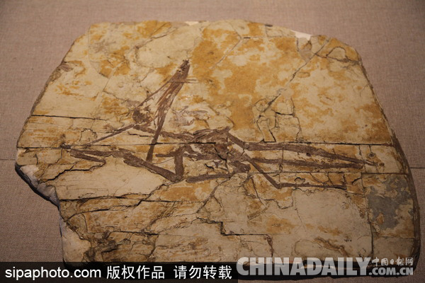 美媒：中国发现大量翼龙蛋化石 首次发现三维保存的翼龙胚胎
