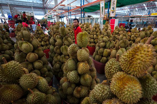 外媒：进口榴莲走红中国 马来西亚瞄准市场增加产量