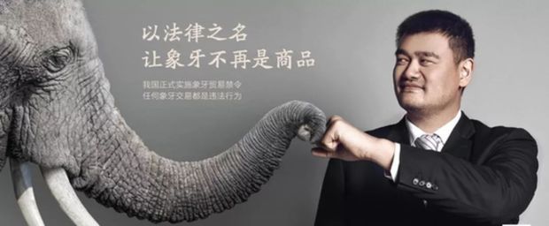 【中国那些事儿】中国人不再迷恋象牙了！美媒：中国全面禁贸象牙发挥积极作用