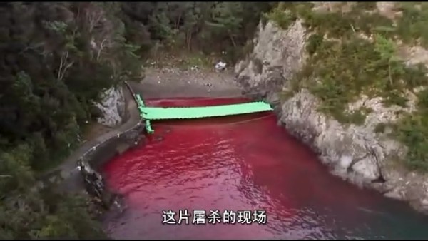 悍戾已经文化？日本水族馆叫停海豚血腥围猎引不悦