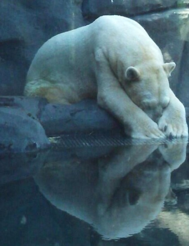 受40℃高温折磨 阿根廷一北极熊疑患精神疾病