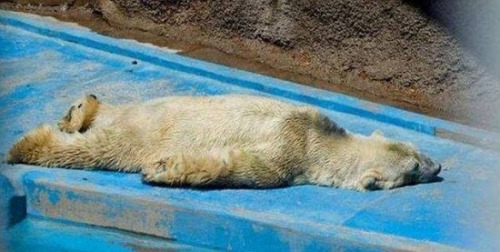 受40℃高温折磨 阿根廷一北极熊疑患精神疾病