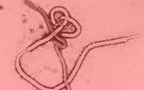 世卫组织：埃博拉病毒已导致660人丧生