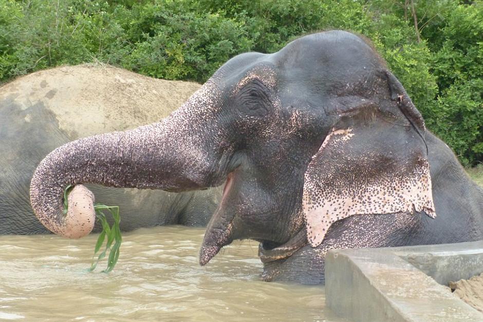 大象被虐50年获救时流泪 到达新家很是欢喜（高清组图）