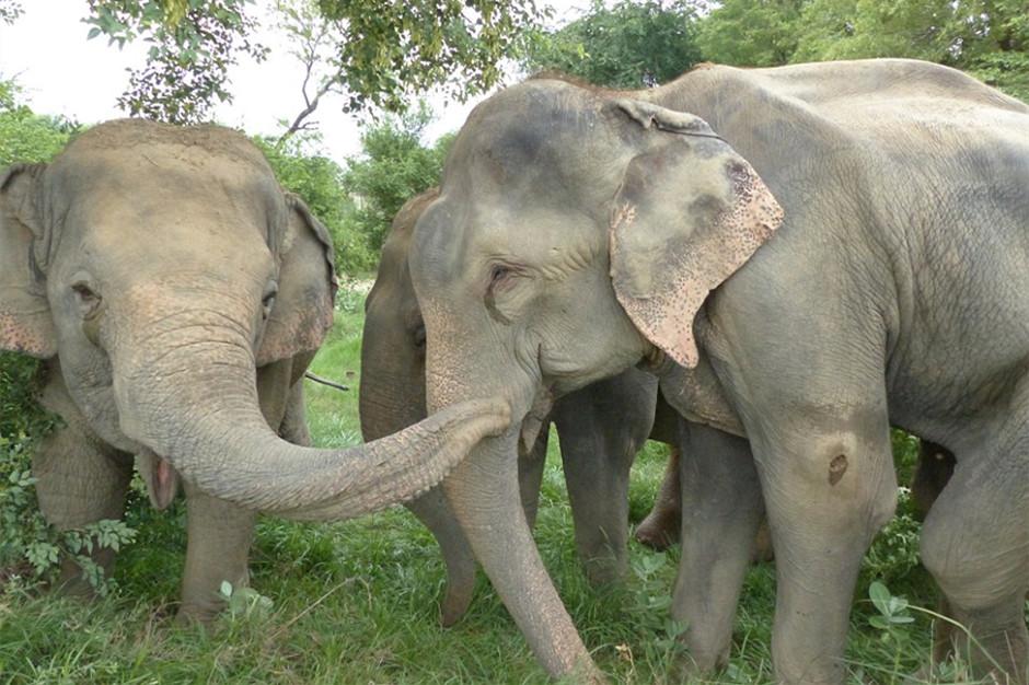 大象被虐50年获救时流泪 到达新家很是欢喜（高清组图）