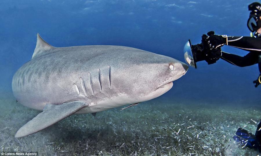 摄影师遇友好虎鲨贴近“讨好” 拍摄“大头照”