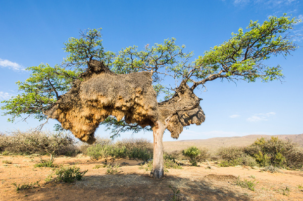 世界最大鸟巢压垮树干：重近2000斤 有100个隔间(图)