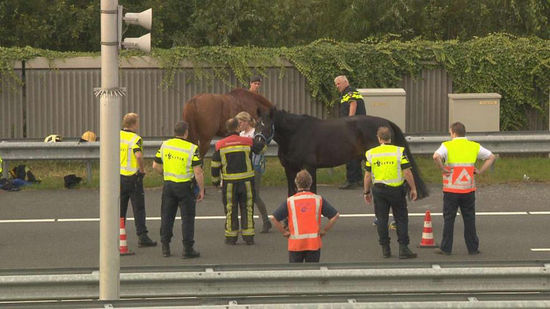 德国两匹马在货车上打架导致公路被封2小时(图)