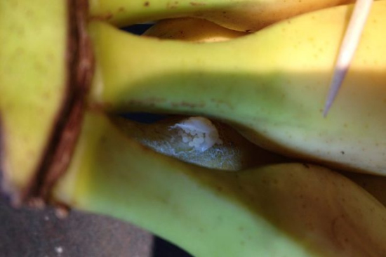 小包裹大惊险：女子在所购香蕉上发现剧毒蜘蛛卵