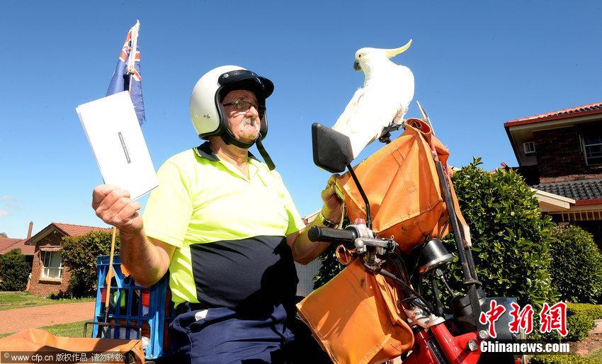 澳大利亚鹦鹉变身邮递员 数年如一日尽职尽责